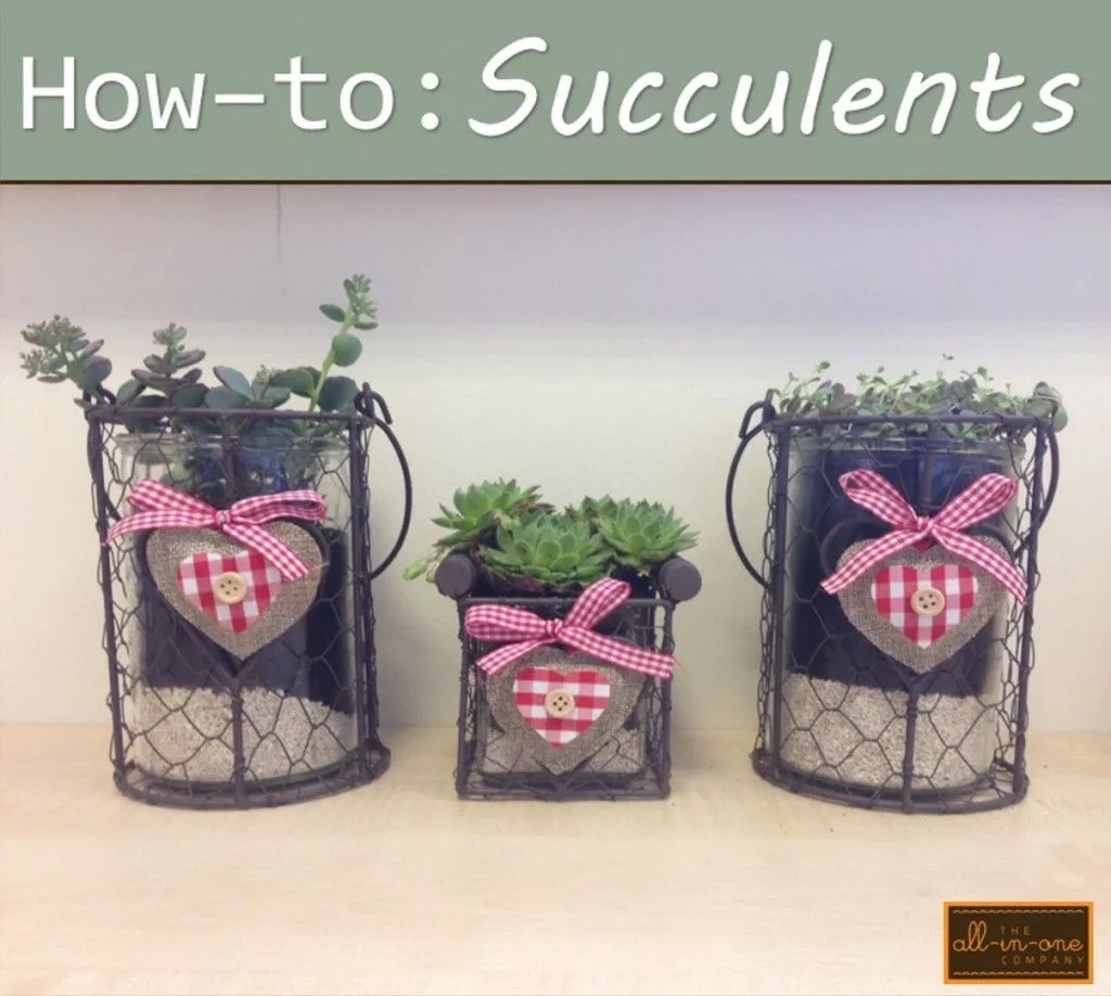 Onesie Step-by-Step Guide - Succulents