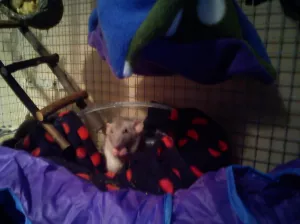 Onesie Family: Onesies for Rats you say?