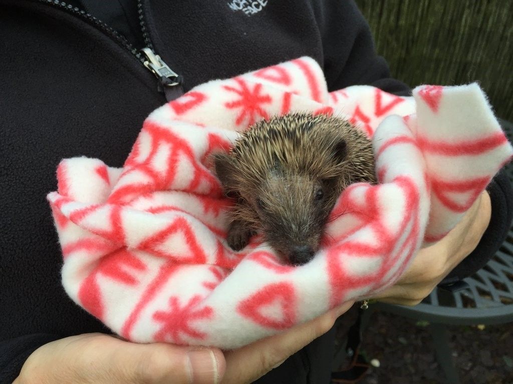 Orphan Titch cared for by the CHPS and kept warm by The All-in-One Company